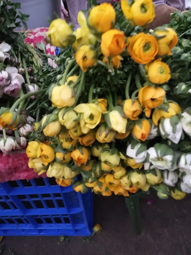 洋牡丹