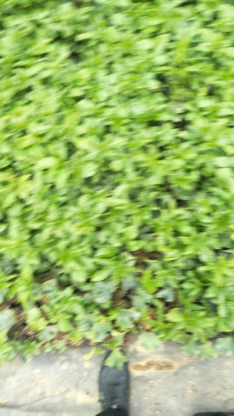台农百香果苗