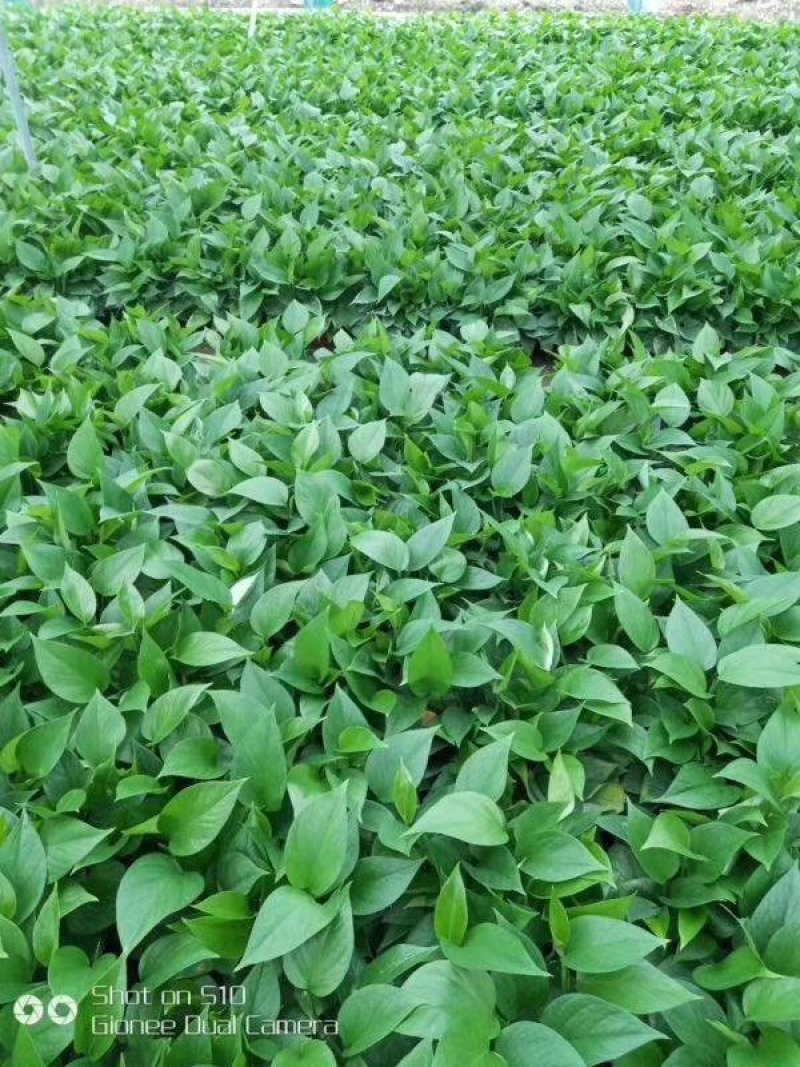 硝酸钾镁大量元素水溶肥