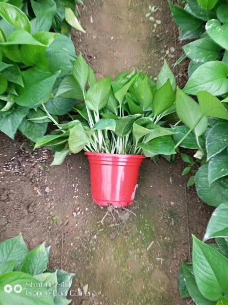 硝酸钾镁大量元素水溶肥