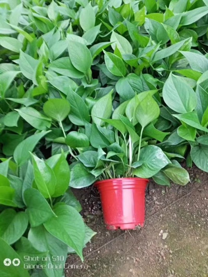 硝酸钾镁大量元素水溶肥