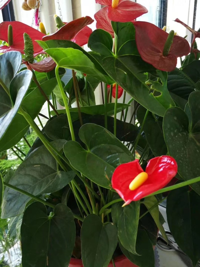硝酸钾镁大量元素水溶肥
