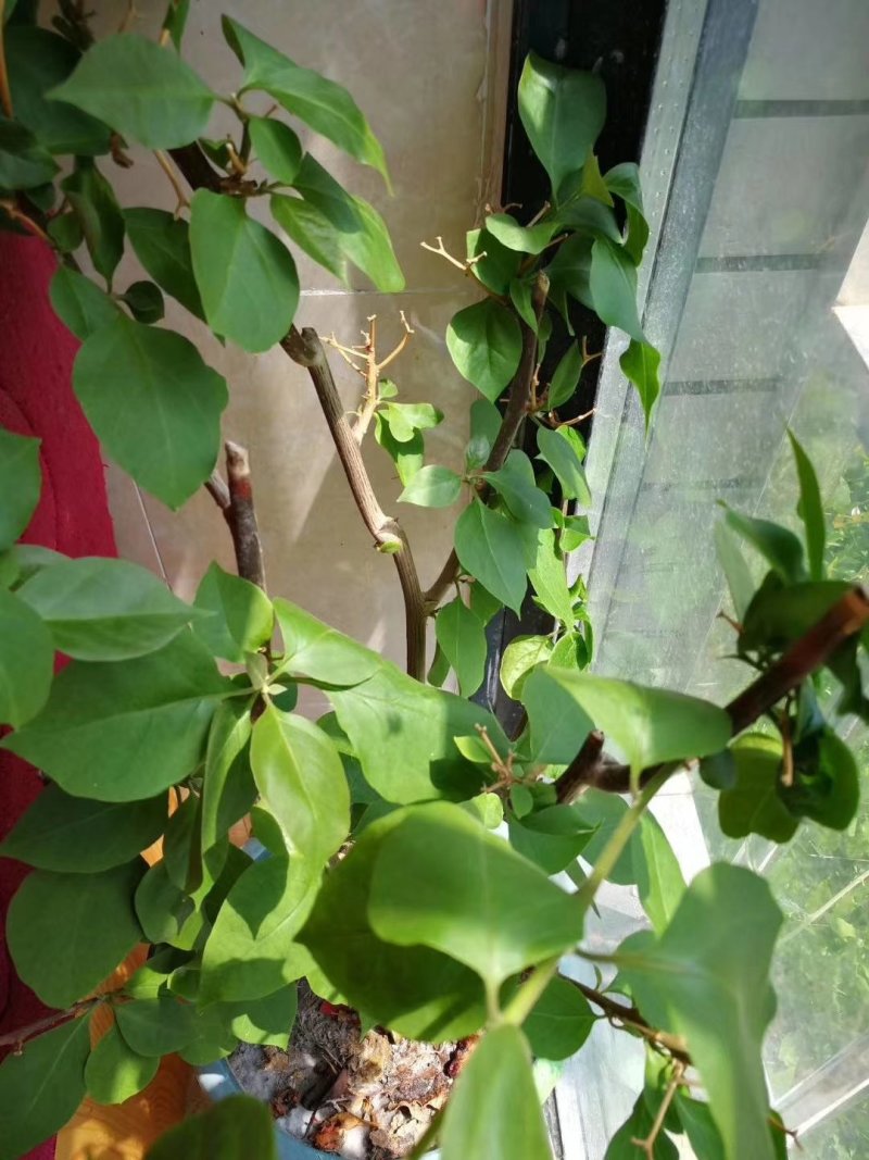 硝酸钾镁大量元素水溶肥
