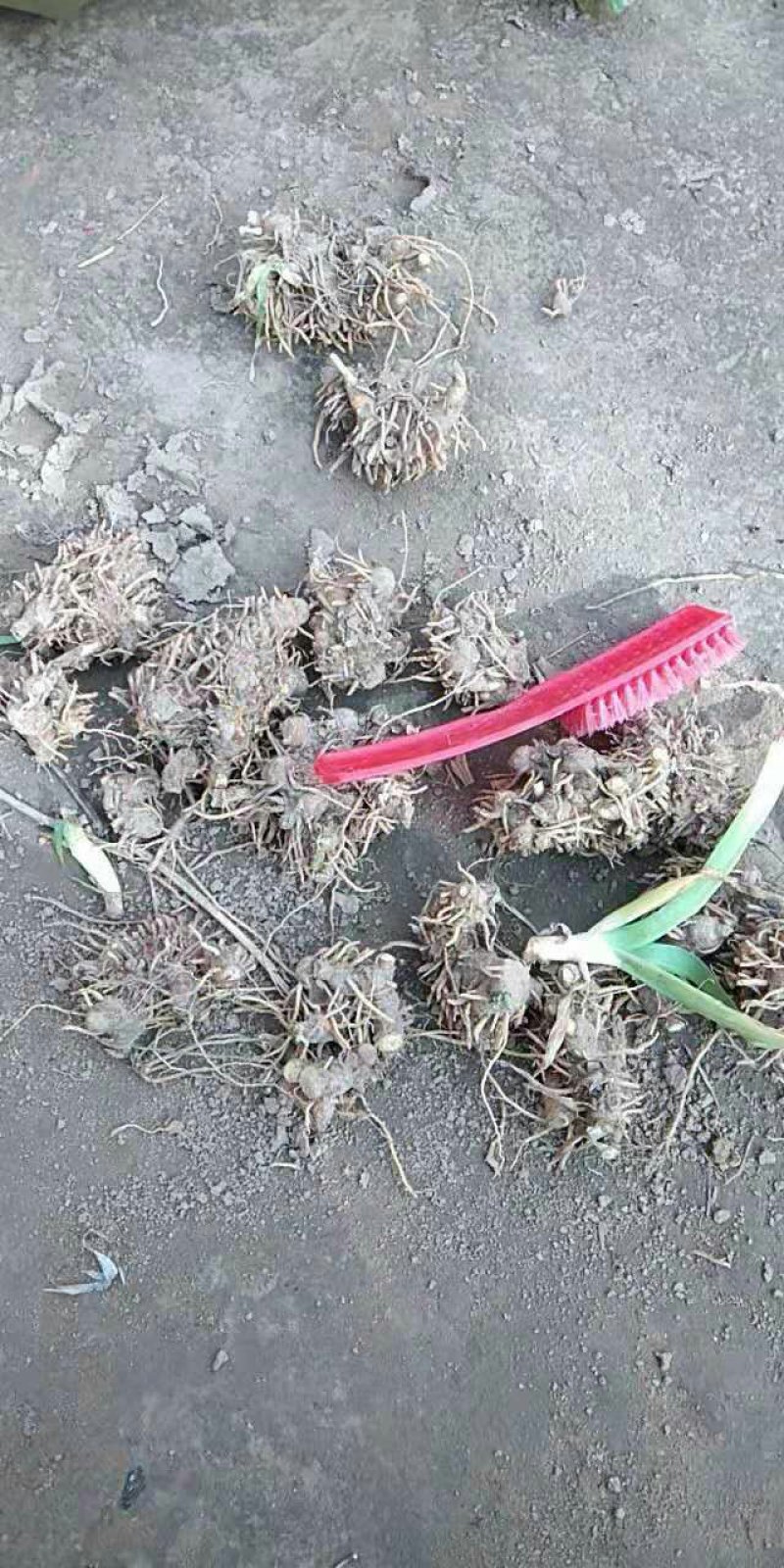鲜射干
