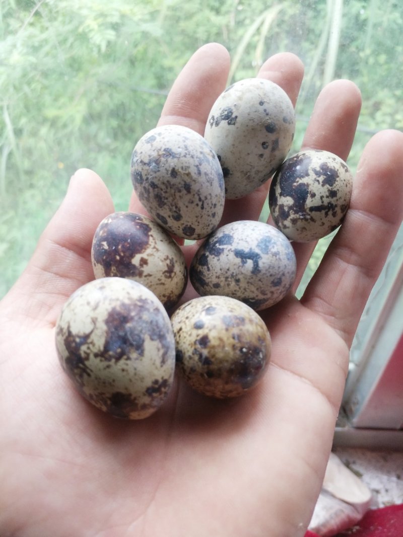 土鹌鹑蛋食用