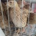 土鹌鹑蛋食用