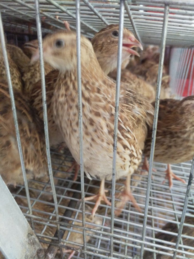 土鹌鹑蛋食用