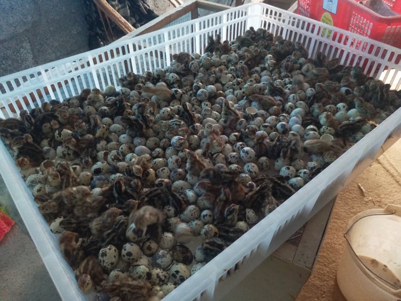土鹌鹑蛋食用