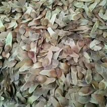 五角枫种子枫树种子产地供应保出芽率90%以上