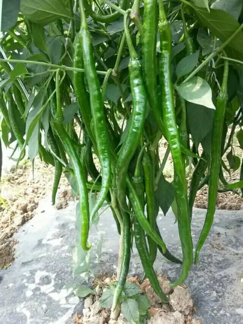 辣椒苗线椒苗，二荆条辣椒苗产量高包运费物流到家技术免费