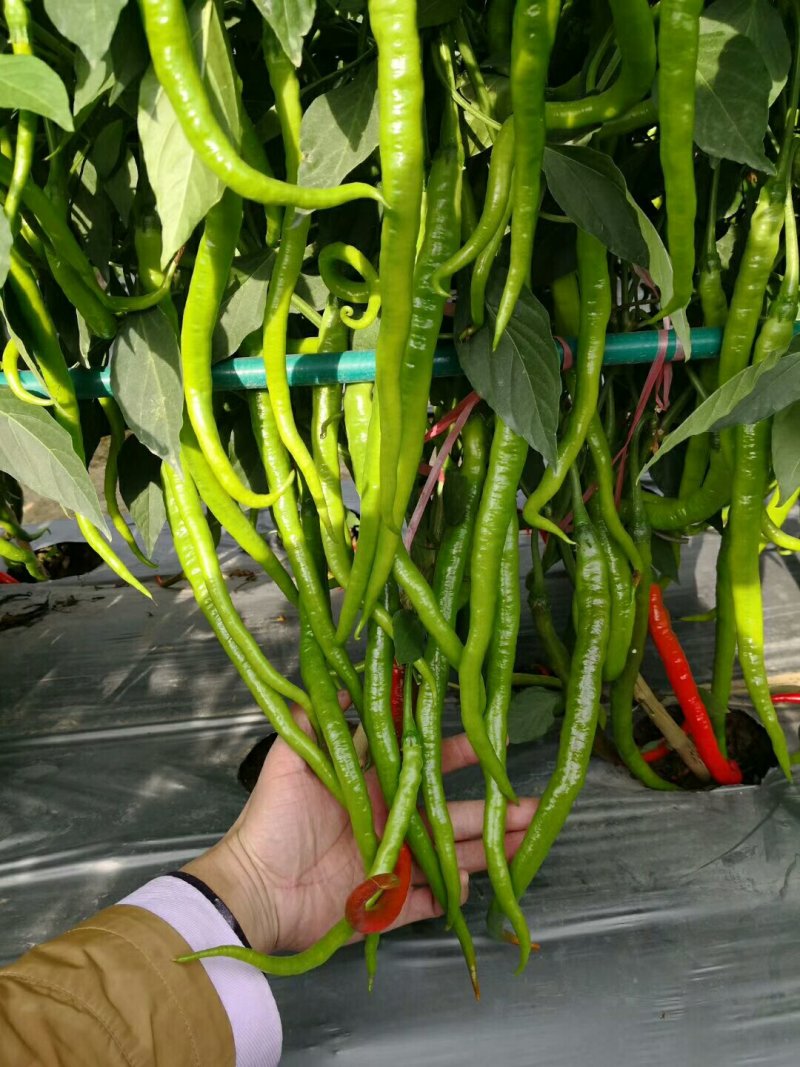 辣椒苗线椒苗，二荆条辣椒苗产量高包运费物流到家技术免费