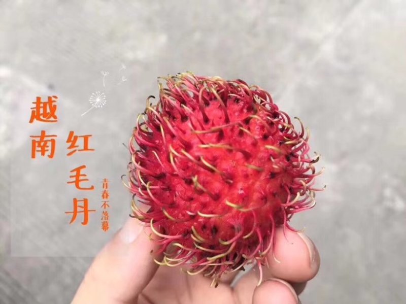 红毛丹