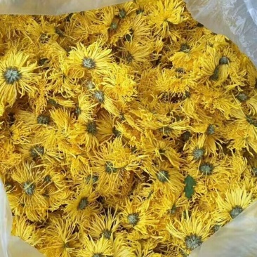 金丝皇菊