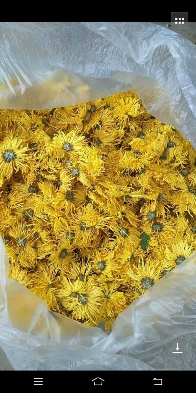 金丝皇菊