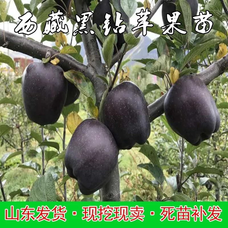 黑钻苹果苗