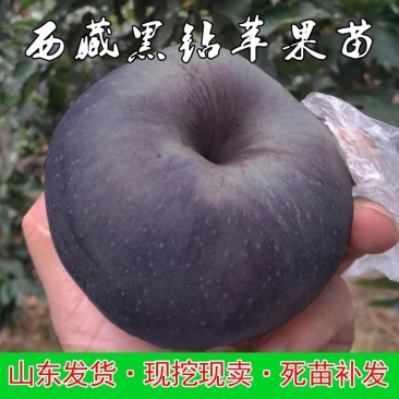 黑钻苹果苗