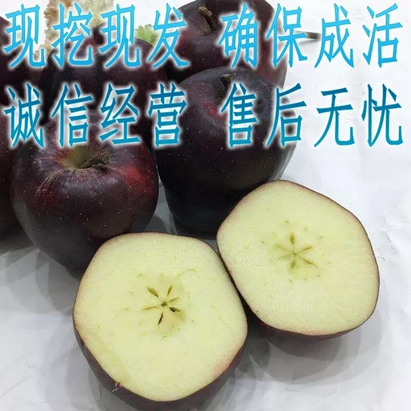 黑钻苹果苗