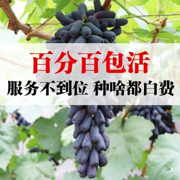 葡萄苗