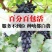 葡萄苗