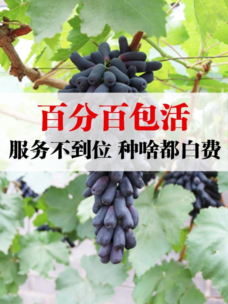 葡萄苗