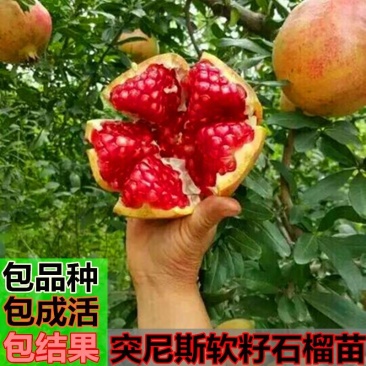突尼斯软籽石榴苗