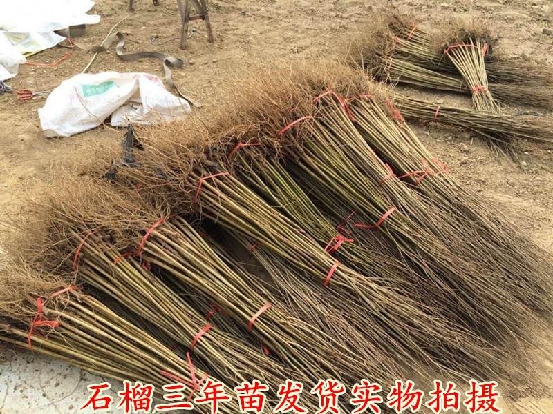 突尼斯软籽石榴苗