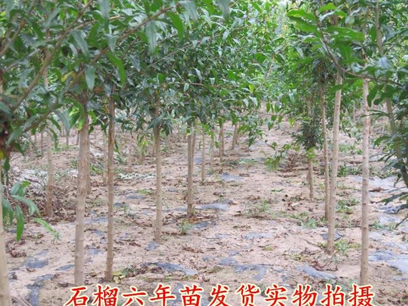 突尼斯软籽石榴苗