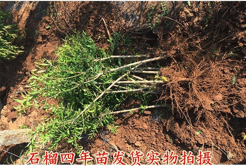突尼斯软籽石榴苗