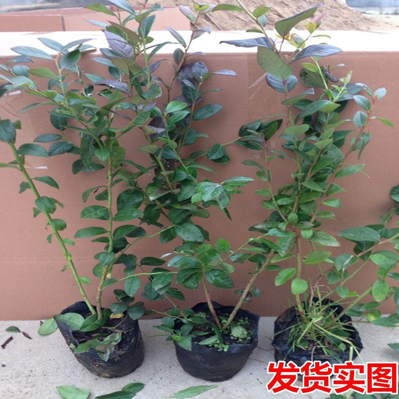 蓝宝石蓝莓苗