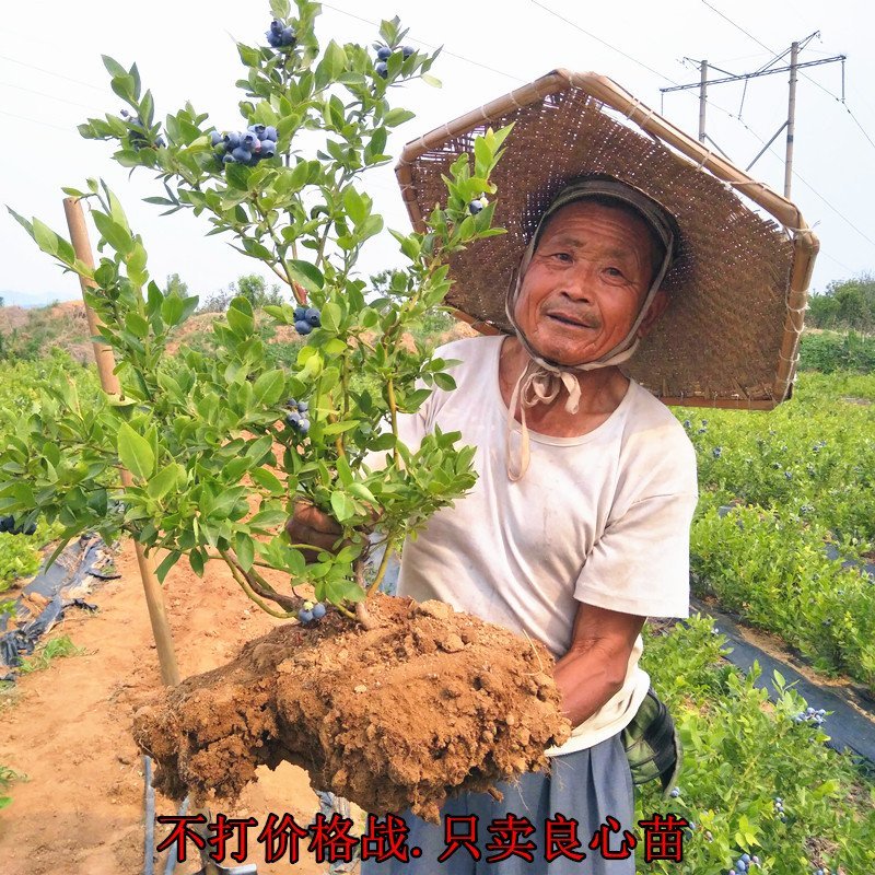 蓝宝石蓝莓苗