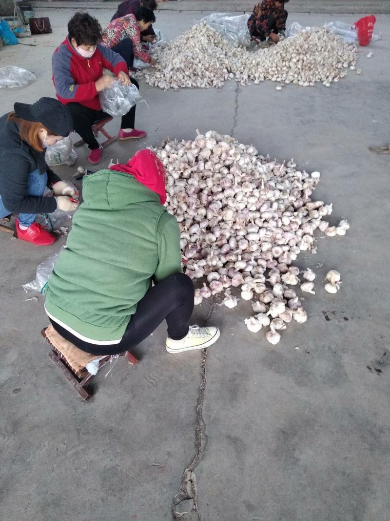 金乡大蒜10斤亮袋包装原产地发货保质保量欢迎来电