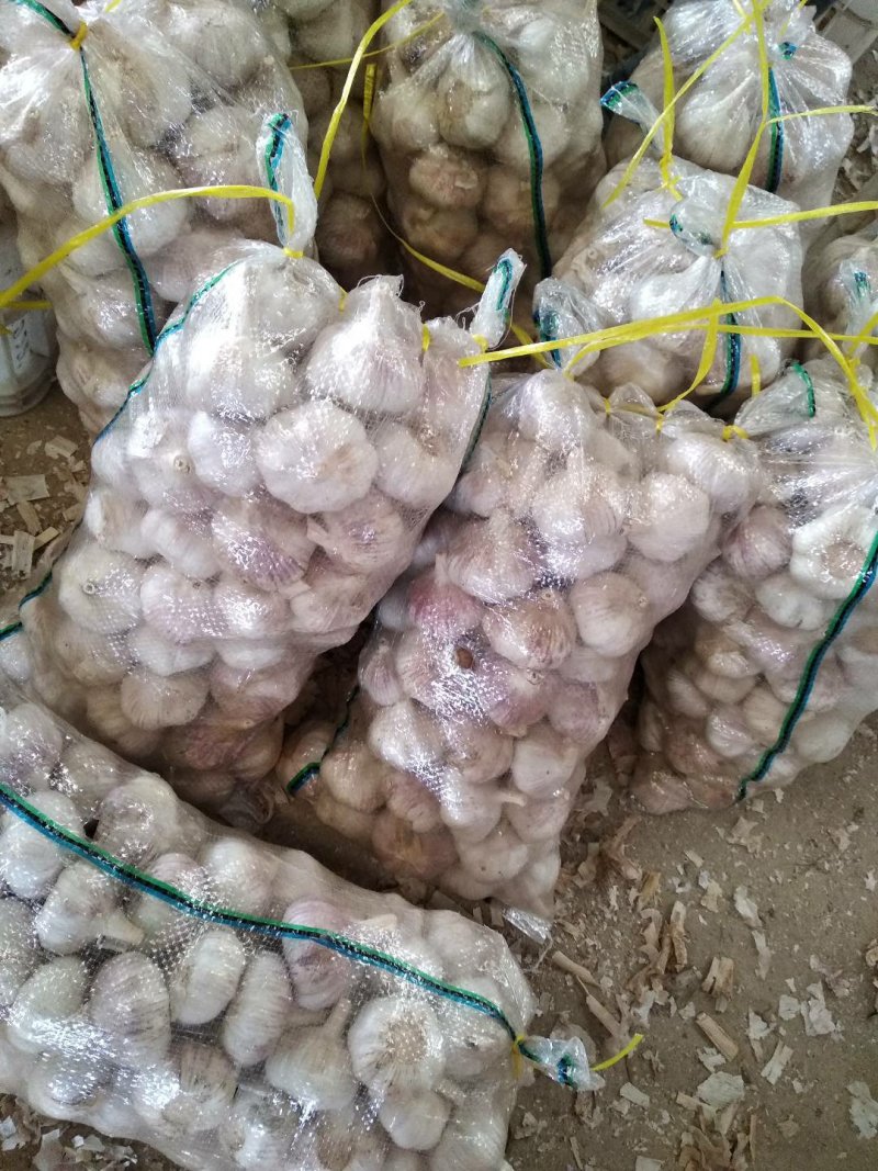 金乡大蒜10斤亮袋包装原产地发货保质保量欢迎来电
