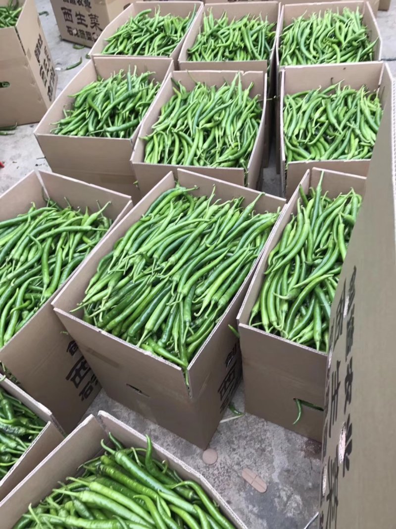 广东鲜辣椒大量上市中，需要请联系。