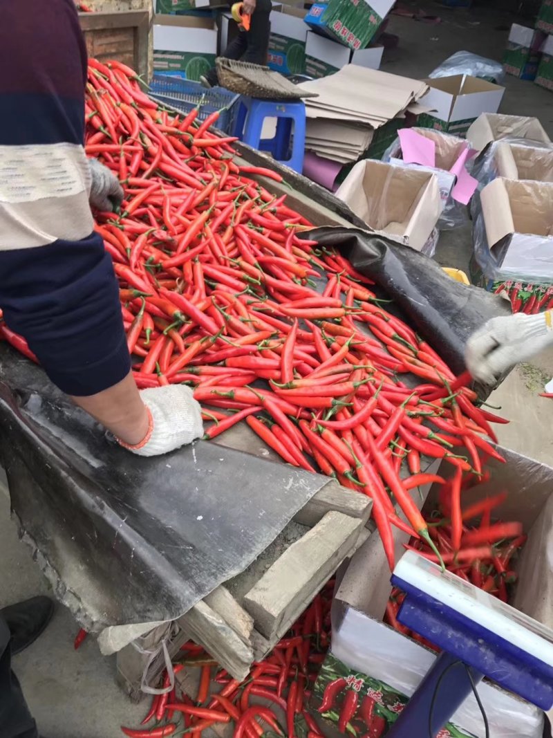 广东鲜辣椒大量上市中，需要请联系。