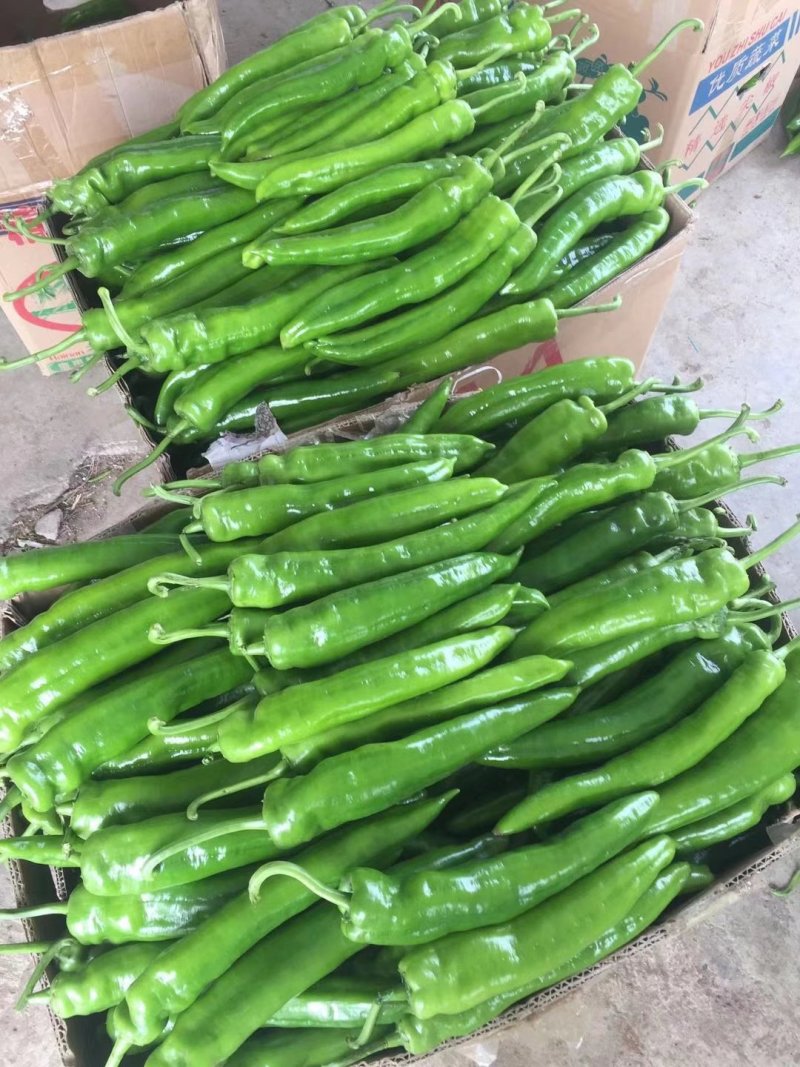 广东鲜辣椒大量上市中，需要请联系。