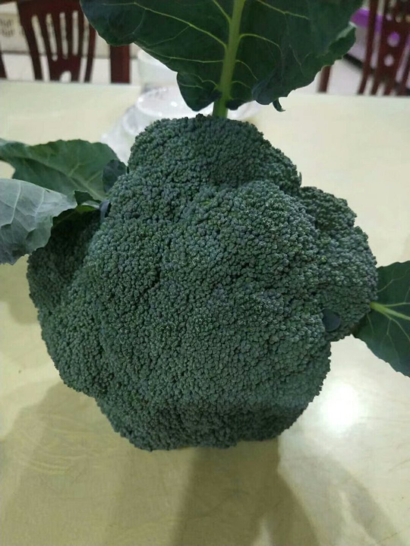 西蓝花新鲜上市，小米粒，短巴，货源充足质量可靠