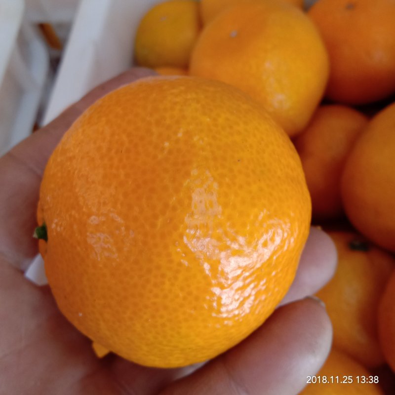 精品细皮蜜桔