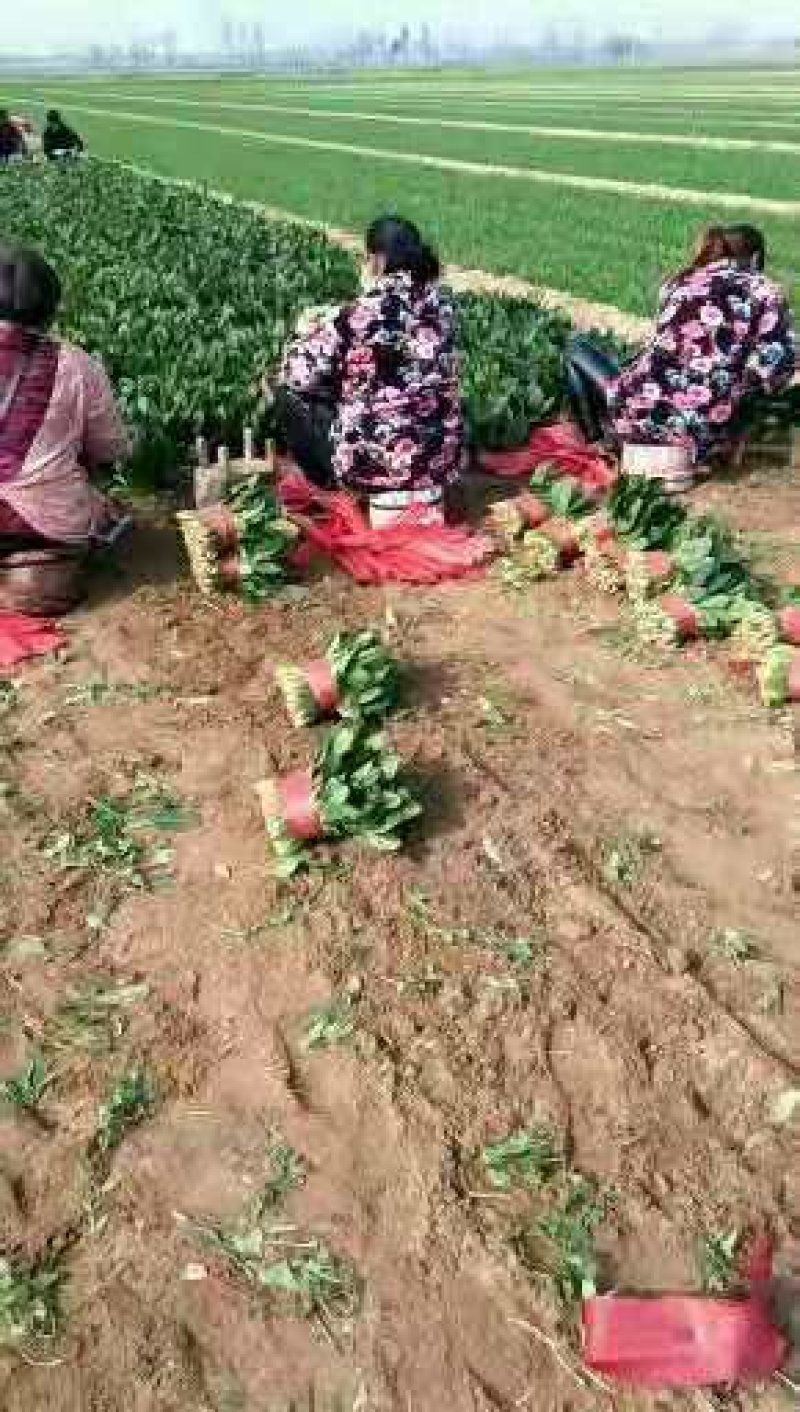 菠菜主要蔬菜基地！质量很好！量大！欢迎新老客户前来选购！