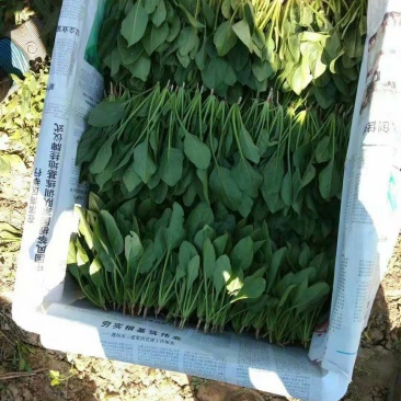 菠菜主要蔬菜基地！质量很好！量大！欢迎新老客户前来选购！