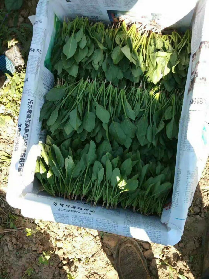 菠菜主要蔬菜基地！质量很好！量大！欢迎新老客户前来选购！