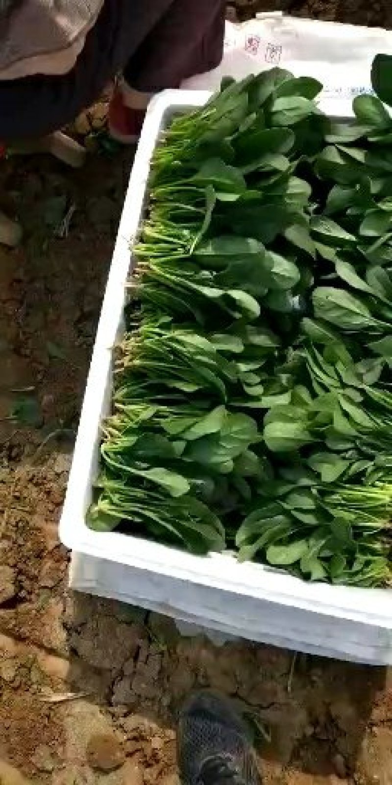 菠菜主要蔬菜基地！质量很好！量大！欢迎新老客户前来选购！