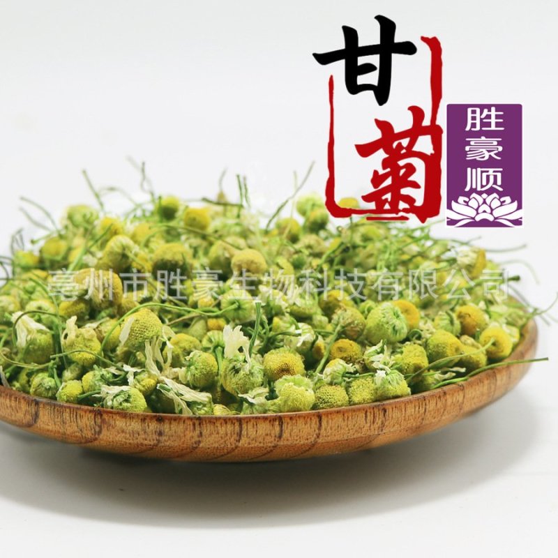 洋甘菊
