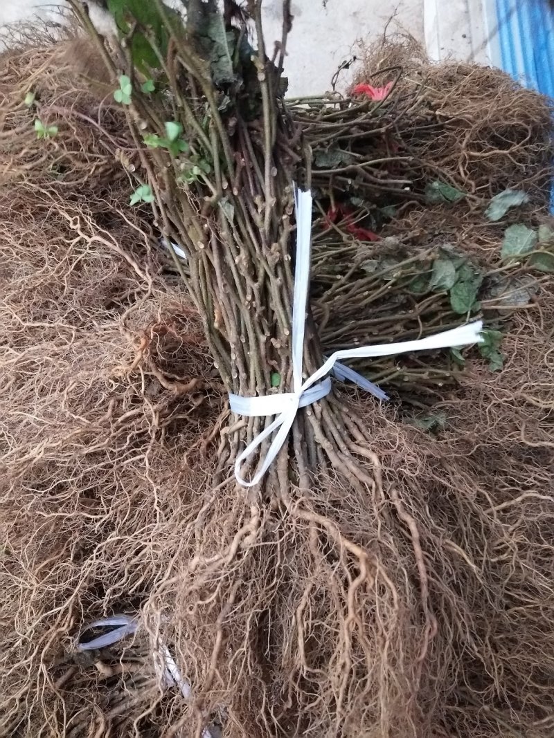 猕猴桃苗0.3~0.5cm30cm包技术产量高