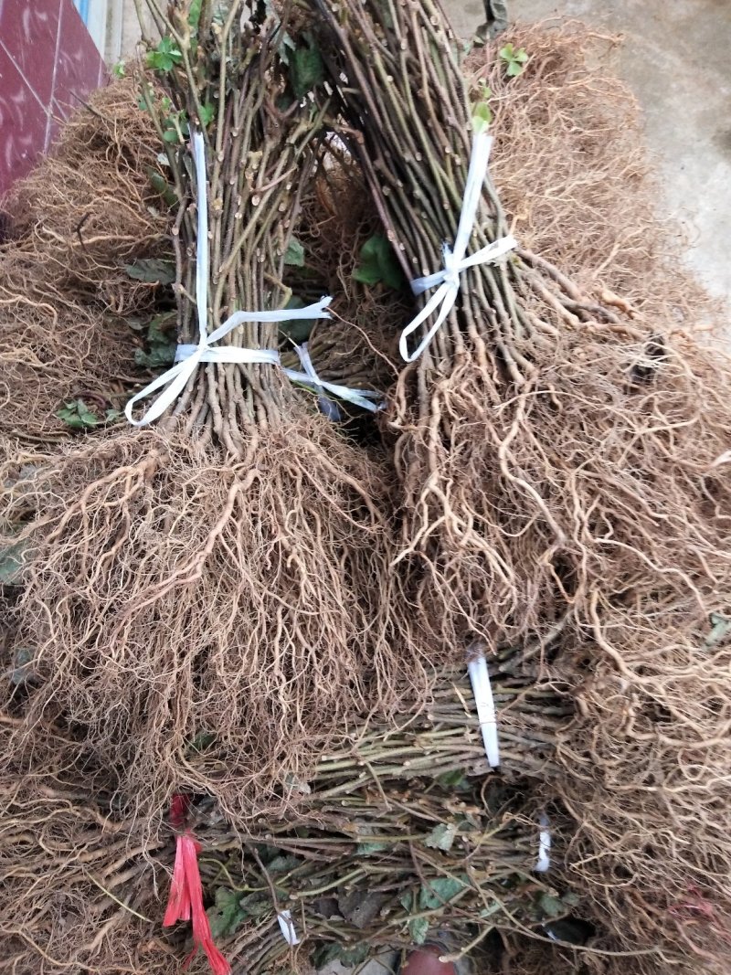 猕猴桃苗0.3~0.5cm30cm包技术产量高