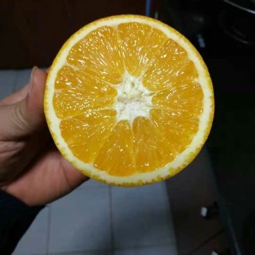 赣南脐橙