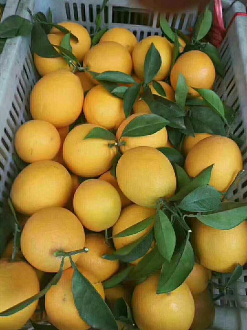 赣南脐橙