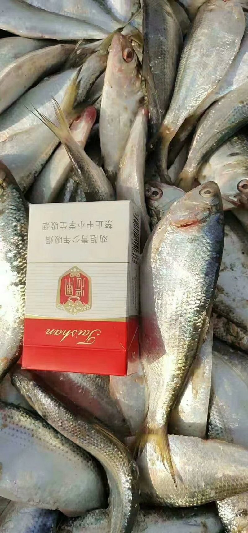 高品质，质量好，有需要的联系！！！个人一手货源！！！
