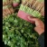 大量甘兰，花菜，芹菜，菠菜，香菜，油麦