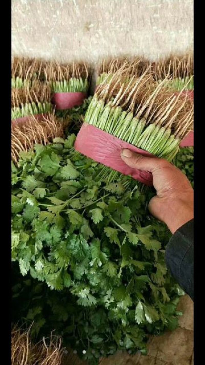 大量甘兰，花菜，芹菜，菠菜，香菜，油麦