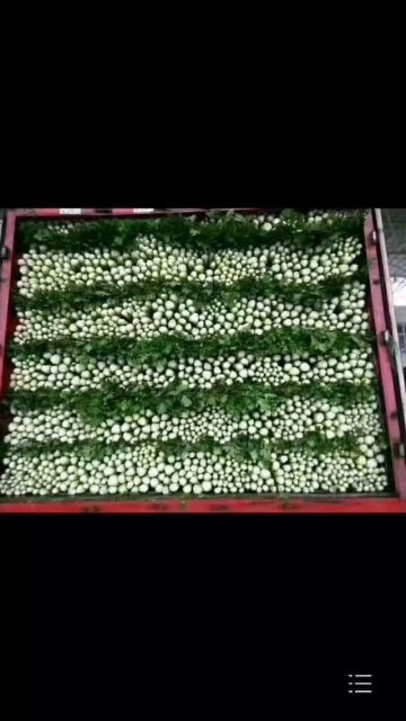 大量甘兰，花菜，芹菜，菠菜，香菜，油麦